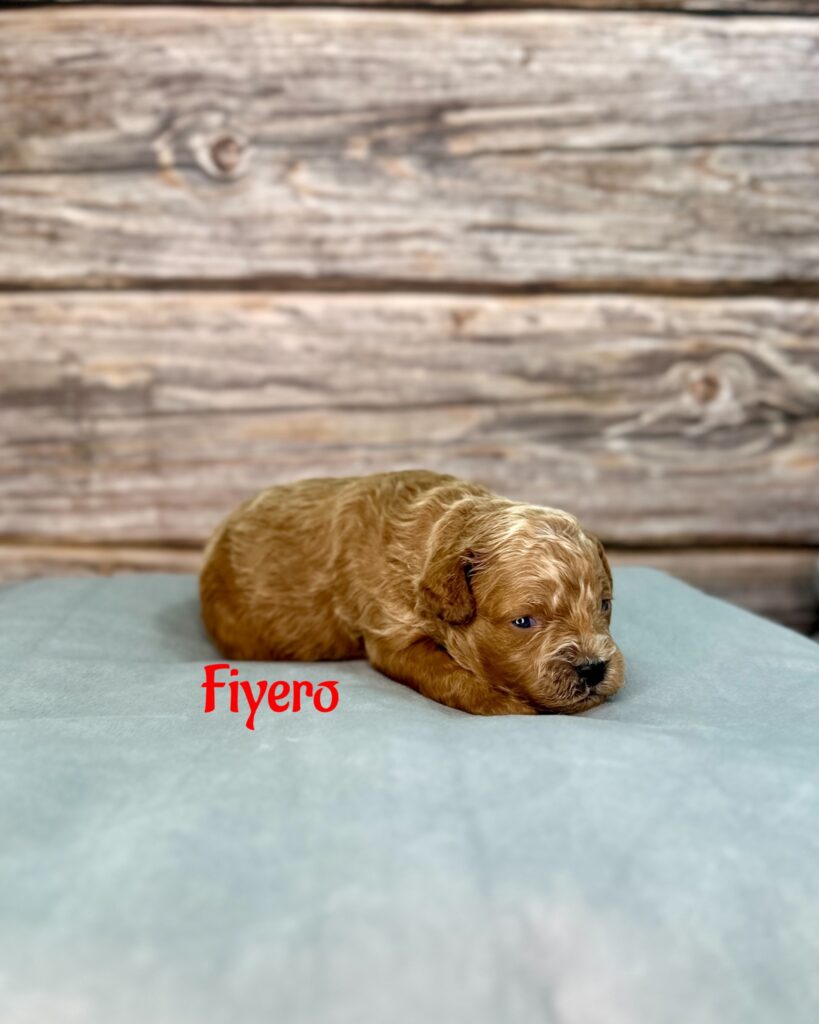 Fiyero
