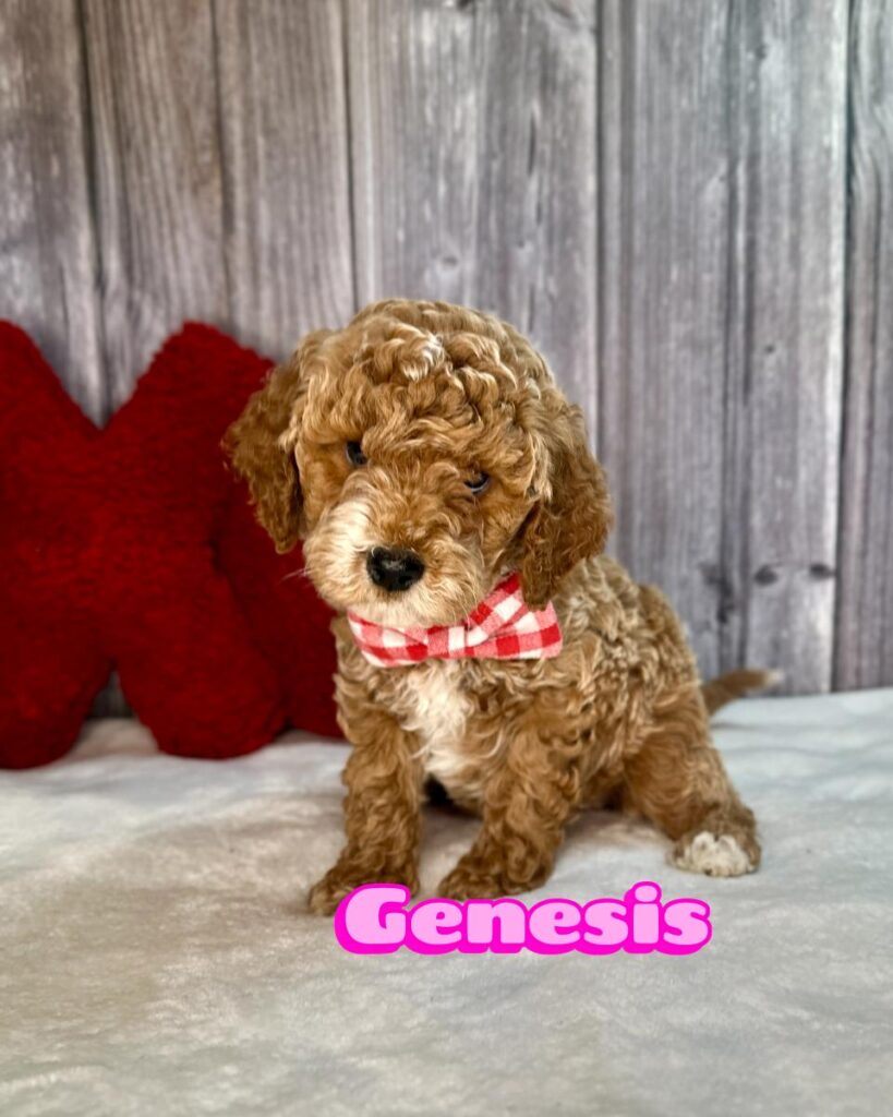 Genesis