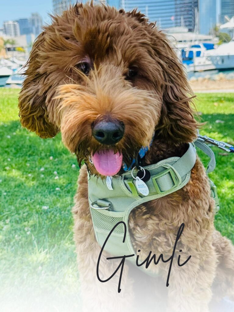 Gimli Goldendoodle Stud