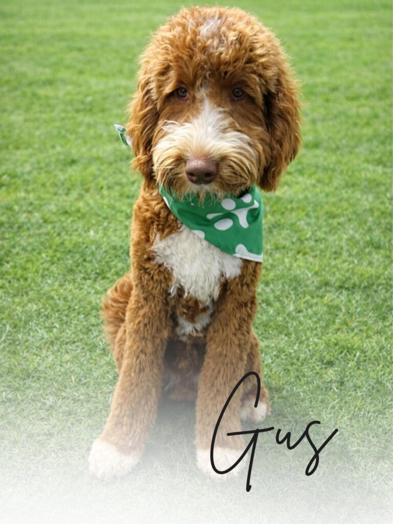 Gus Goldendoodle Stud