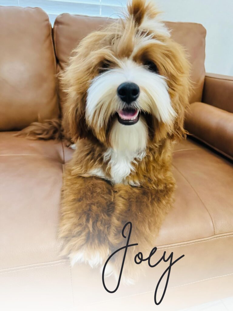 Joey Stud Goldendoodle