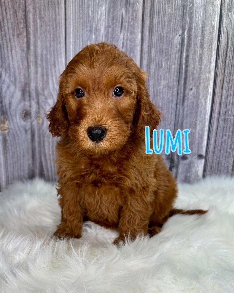 Lumi