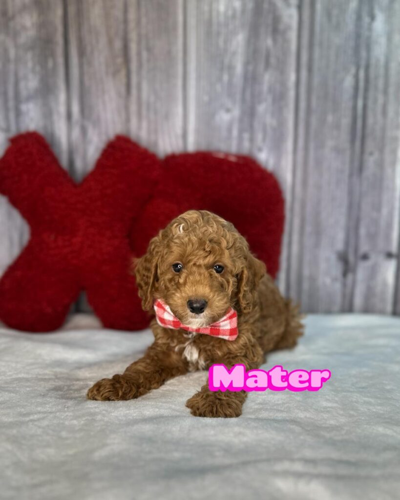 Red Micro Mini Goldendoodle puppy named Mater