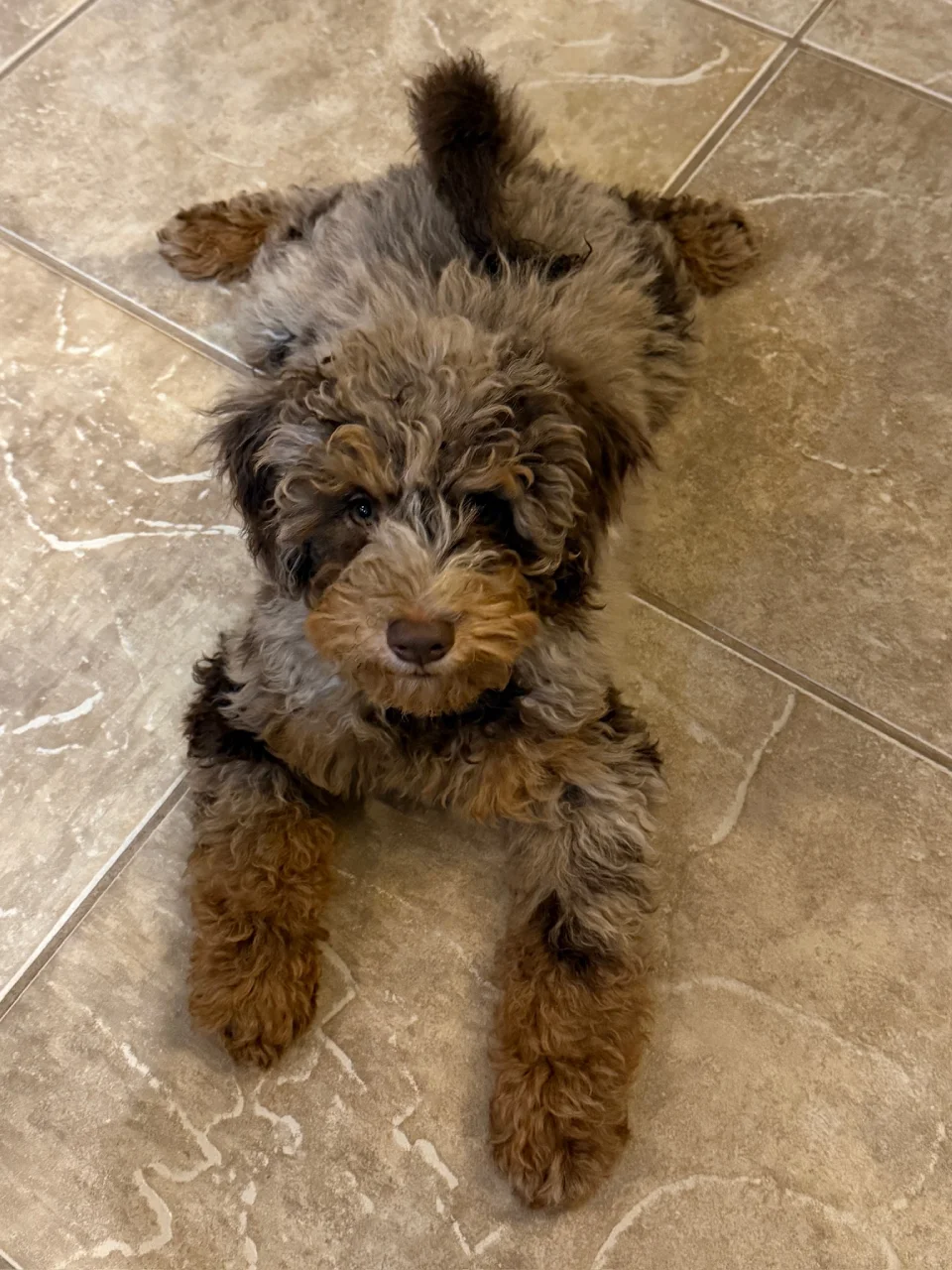 Chocolate Merle Mini Goldendoodle