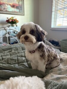 Nova Cavapoo 2 - Vet-Approved Feeding Guide