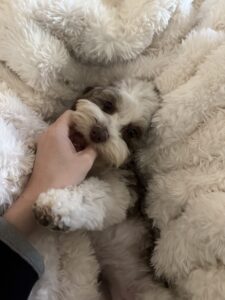 Nova Cavapoo - Vet Approved Feeding Guide