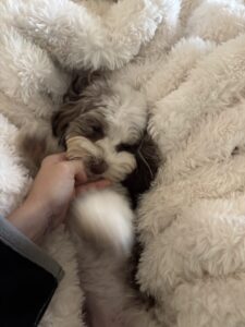 A puppy named Nova Rose lying on a blanket