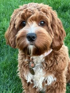Peaches Cavapoo - Vet-Approved Feeding Guide