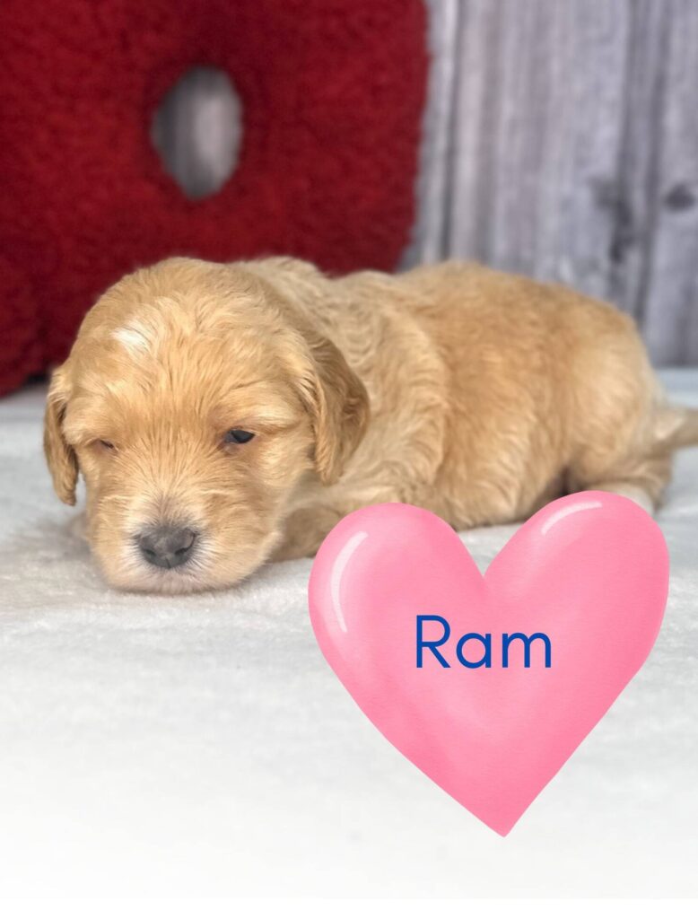 Ram