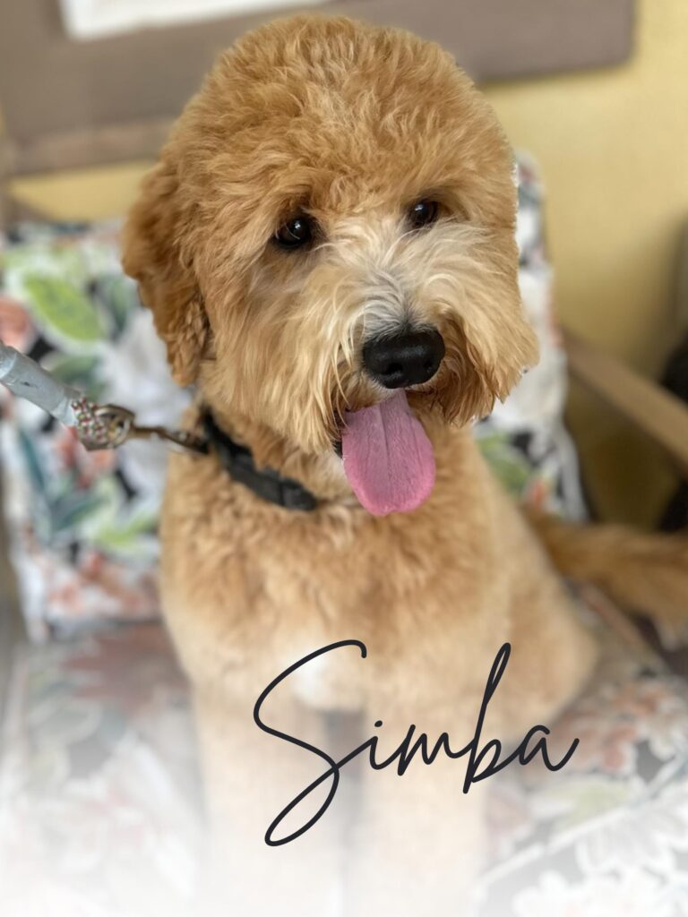 Simba Goldendoodle Stud