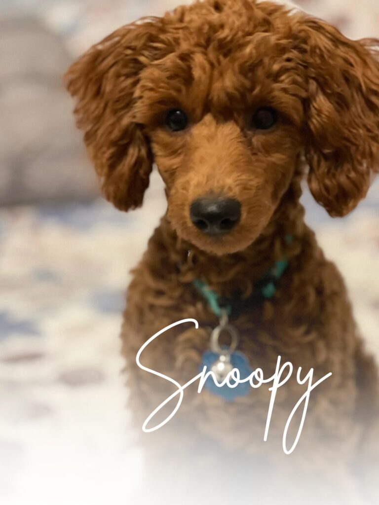 Snoopy Stud Poodle