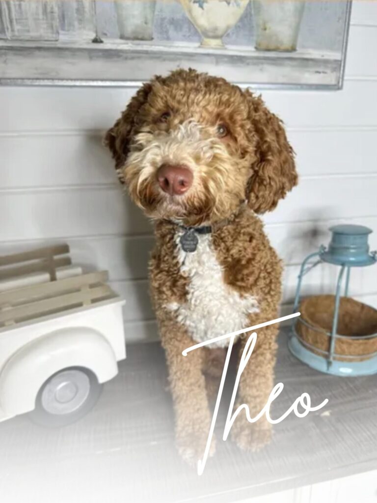 Theo stud dog goldendoodle