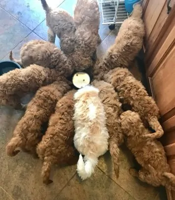 Multiple puppy eating together