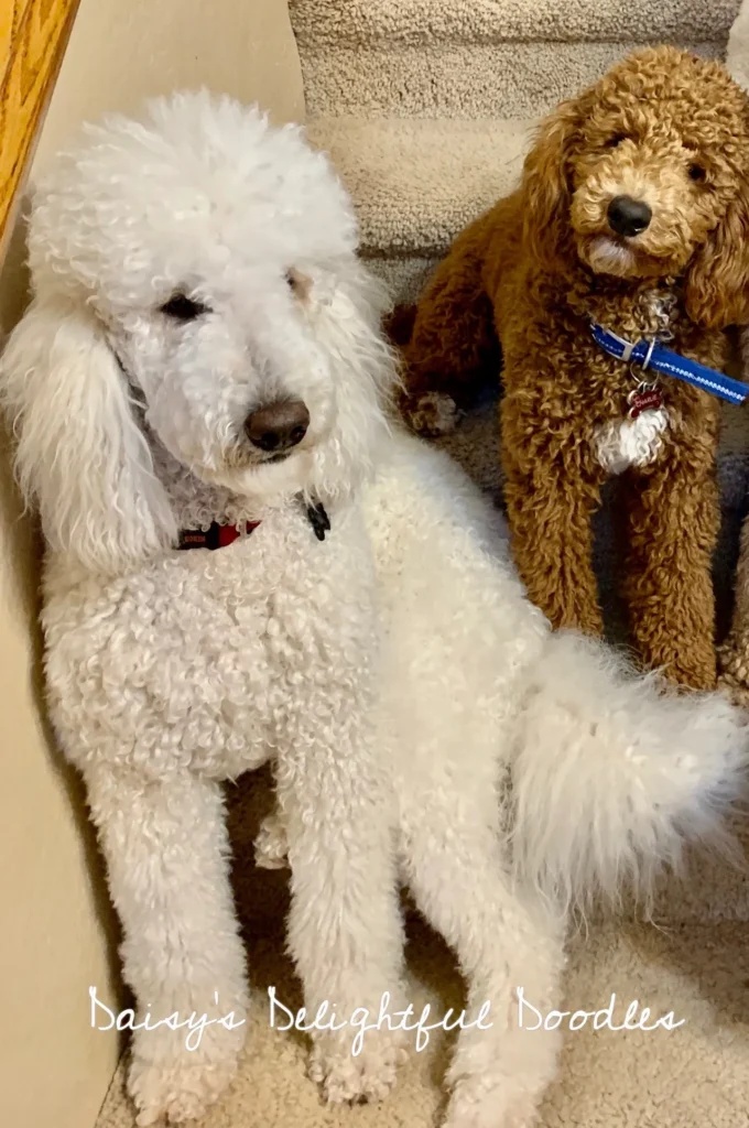 Two puppy sitting in stairs