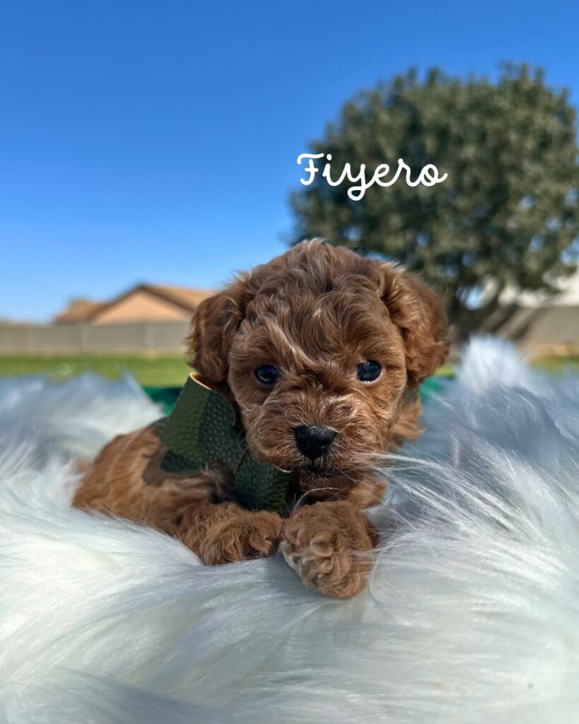 Fiyero