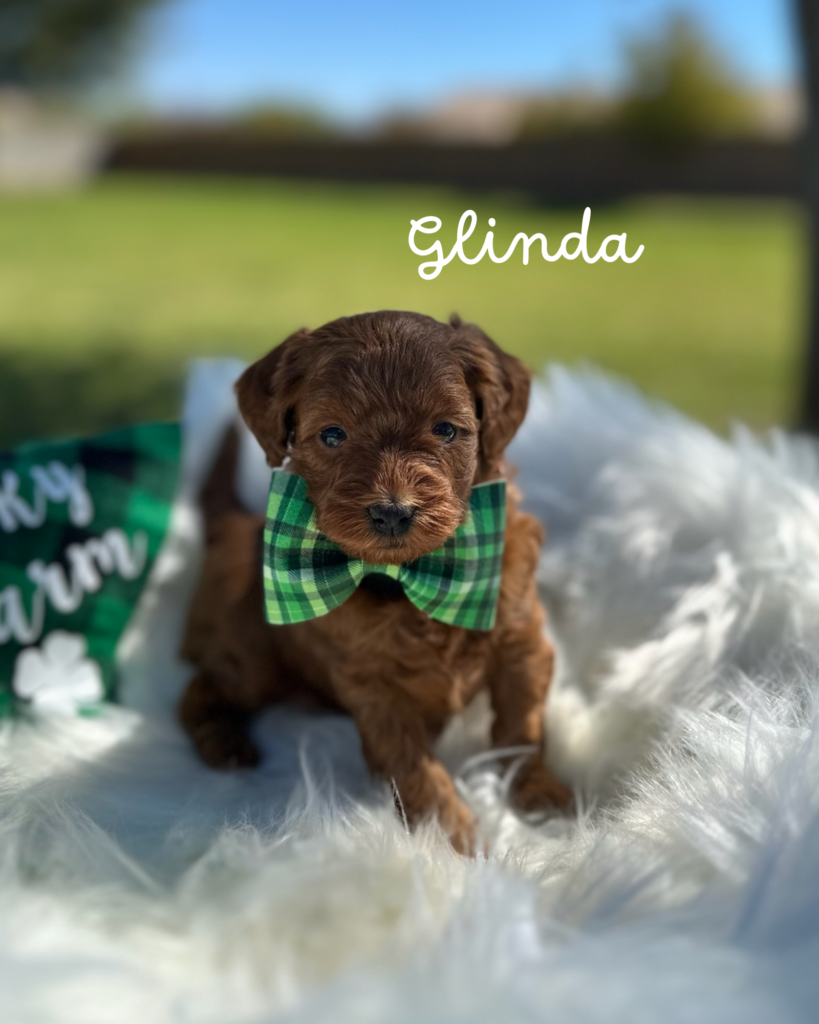 Glinda