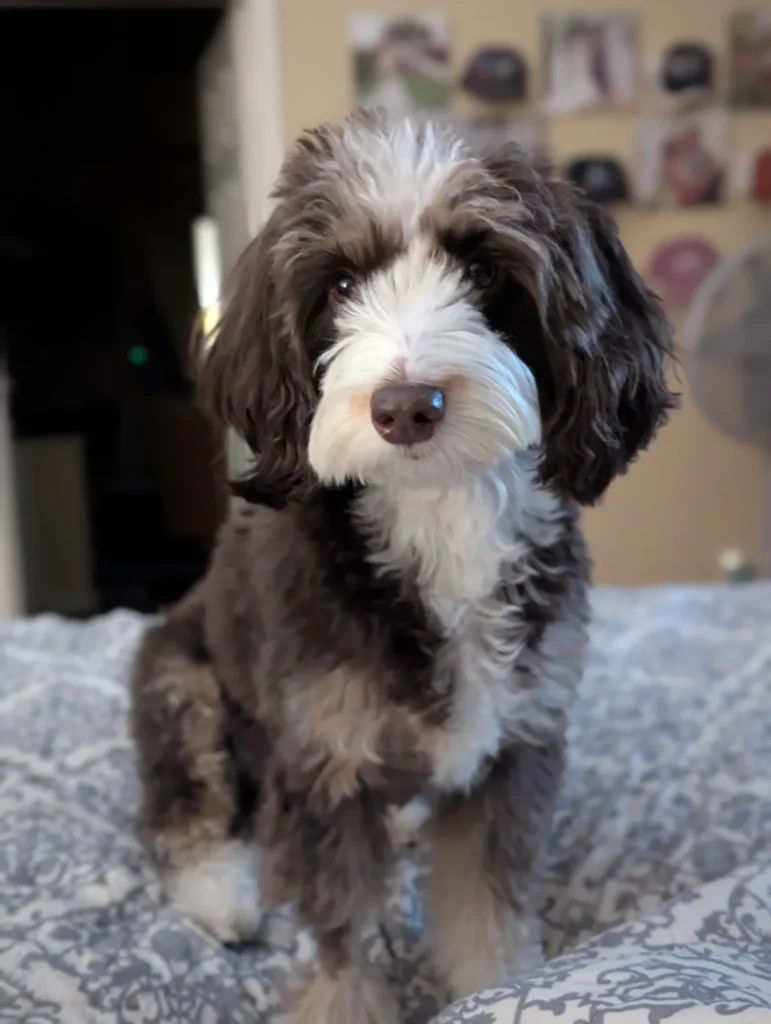 Aussie Mountain Doodle