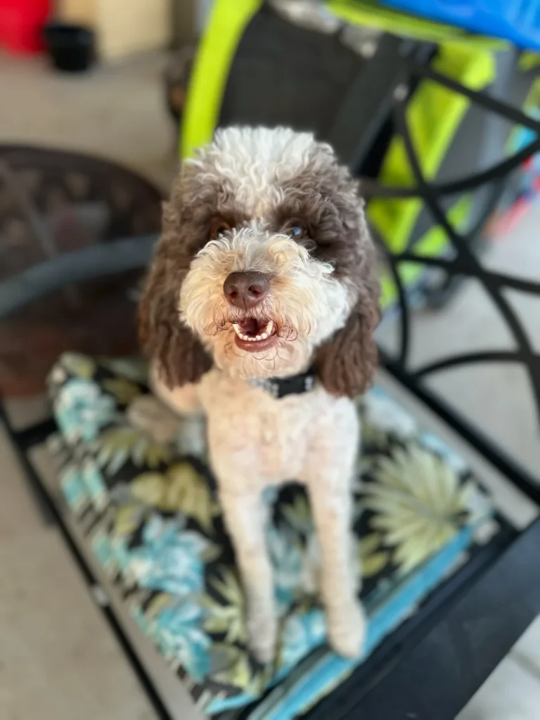 Golden Mountain Doodle