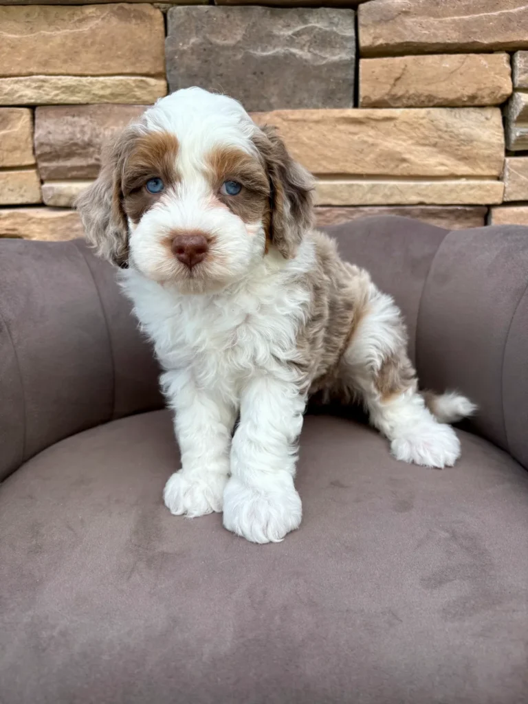 Merle Aussie Mountain Doodle puppy named Poppy