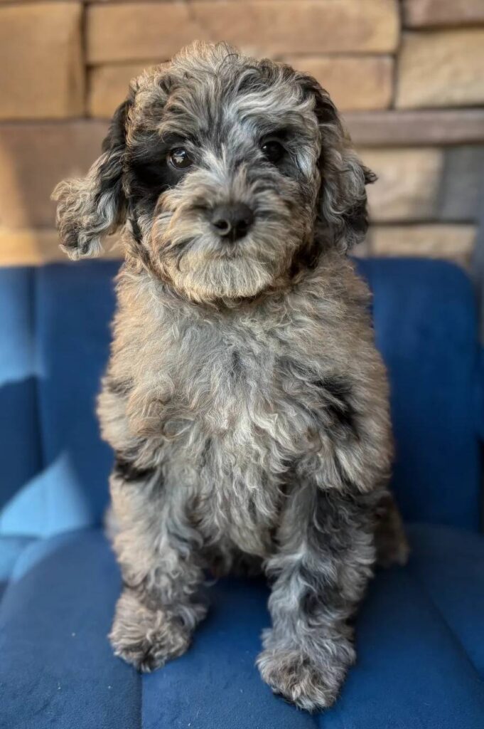 blue merle Goldendoodle puppy named Captain Marvel