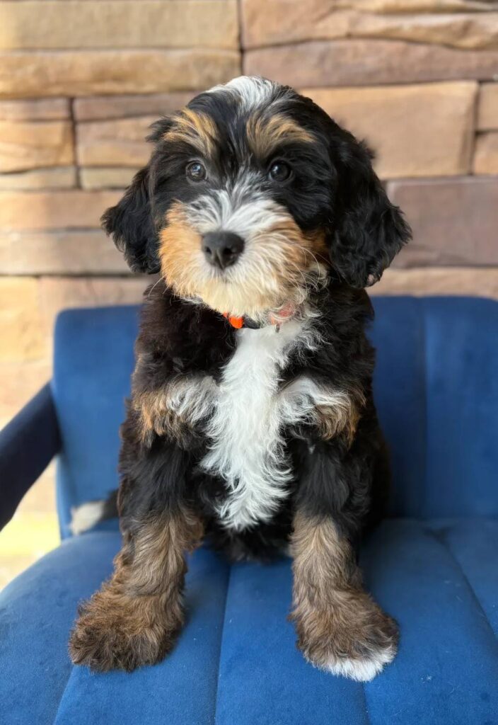 Juniper