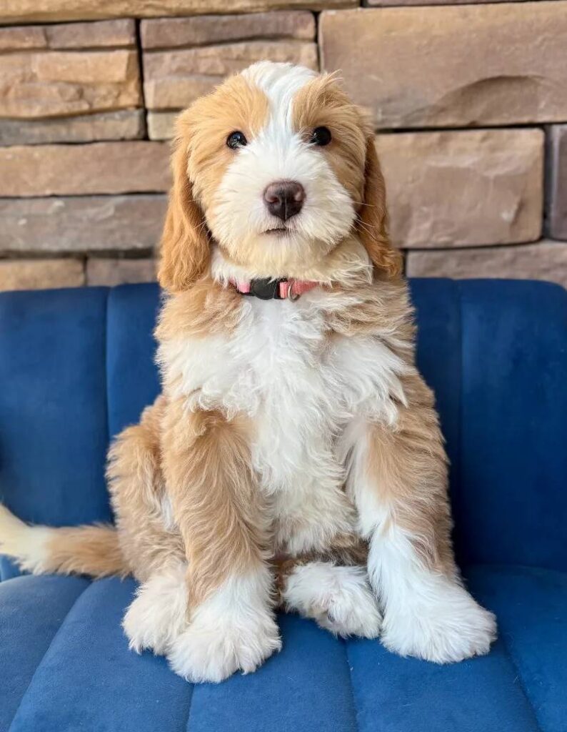 Marigold (Goldie)