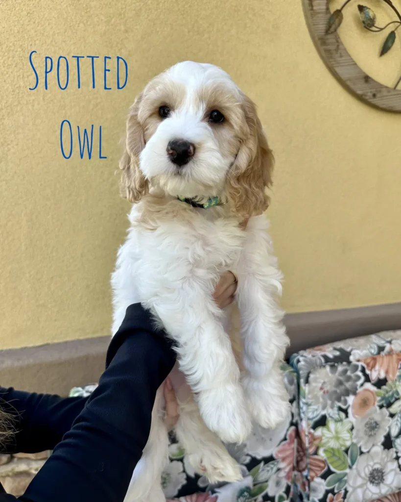 mini parti Goldendoodle Spotted Owl