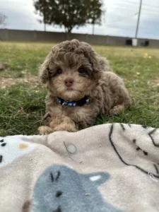 Tiny curly Doodle puppy resting on the grass — a sweet and gentle family dog