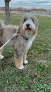 A happy Doodle family dog enjoying a walk at the park