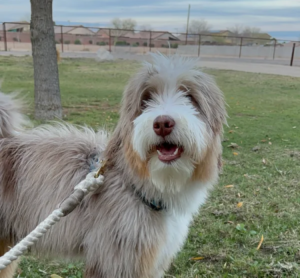 A happy Doodle family dog enjoying a walk at the park