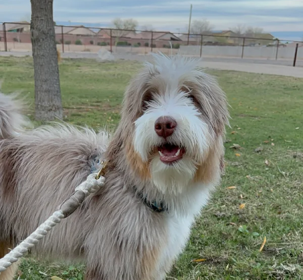 A happy Doodle family dog enjoying a walk at the park