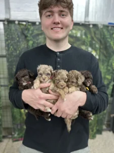 Breeder holding a litter of Doodle puppies — lovingly raised to be the perfect family dog