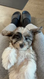 Fluffy Doodle puppy cuddling on owner's lap — the perfect affectionate family dog