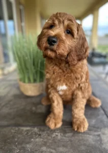 Adorable Goldendoodle puppy sitting on a porch — a gentle and lovable family dog