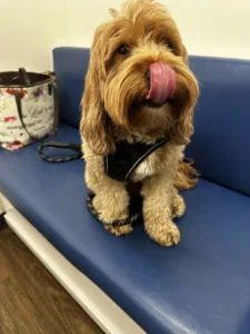 Playful Doodle sticking its tongue out — an adaptable and well-mannered family dog