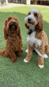 Two friendly Doodles sitting together in the backyard — showing why Doodles are the best family dogs