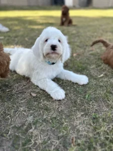 White Doodle puppy relaxing on the grass with littermates — raised to be the ideal family dog