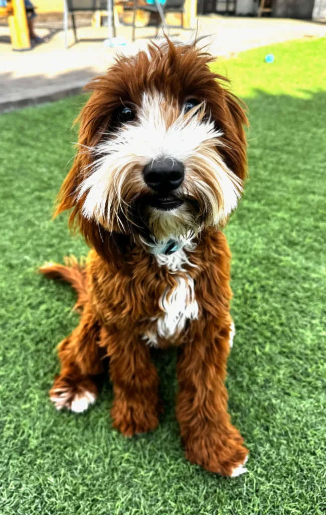 Finn