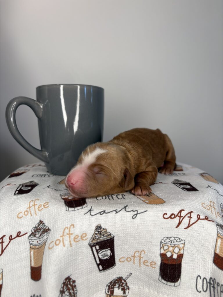 Java Chip - Mandisa, Finn & Toby - Irish Goldendoodle