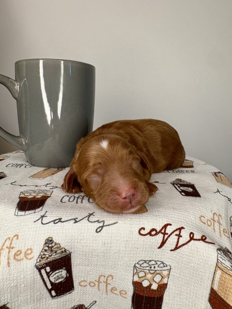 Beans - Mandisa, Finn & Toby - Red Mini Irish Goldendoodle