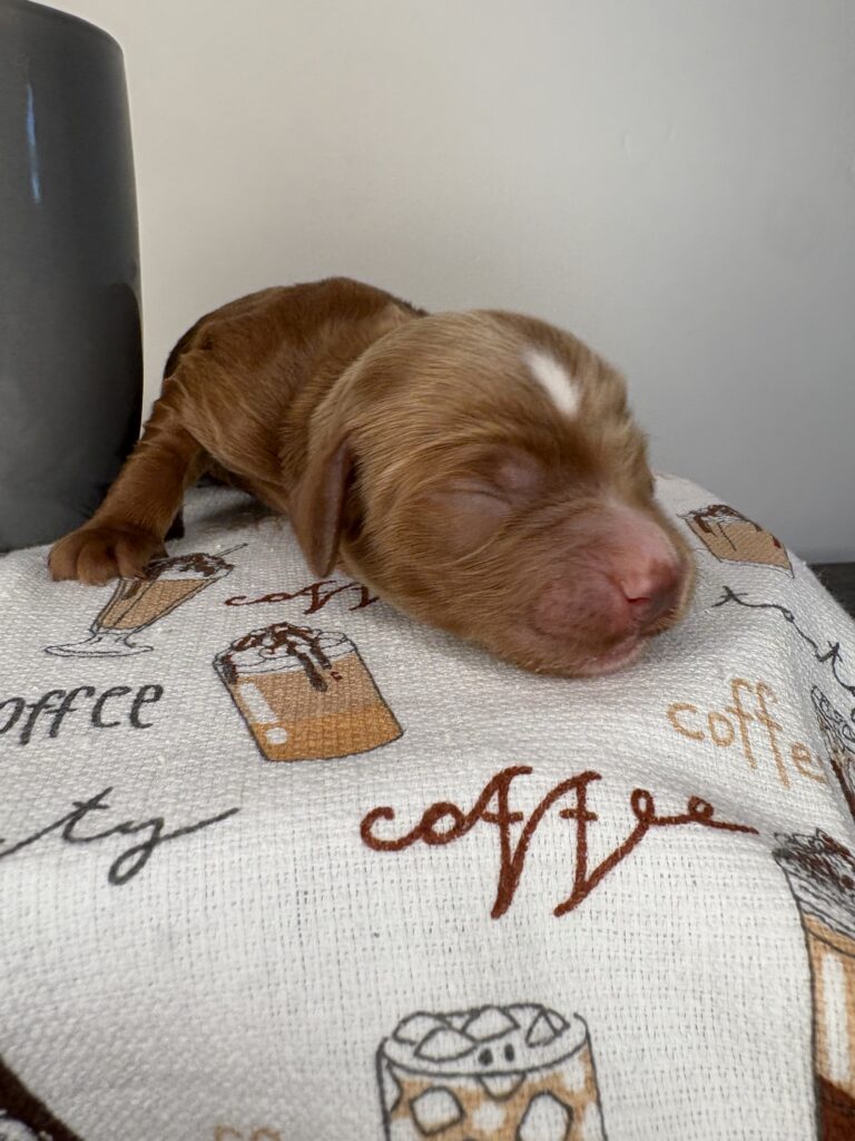 Coffee - Mandisa, Finn & Toby - red male Irish Goldendoodle