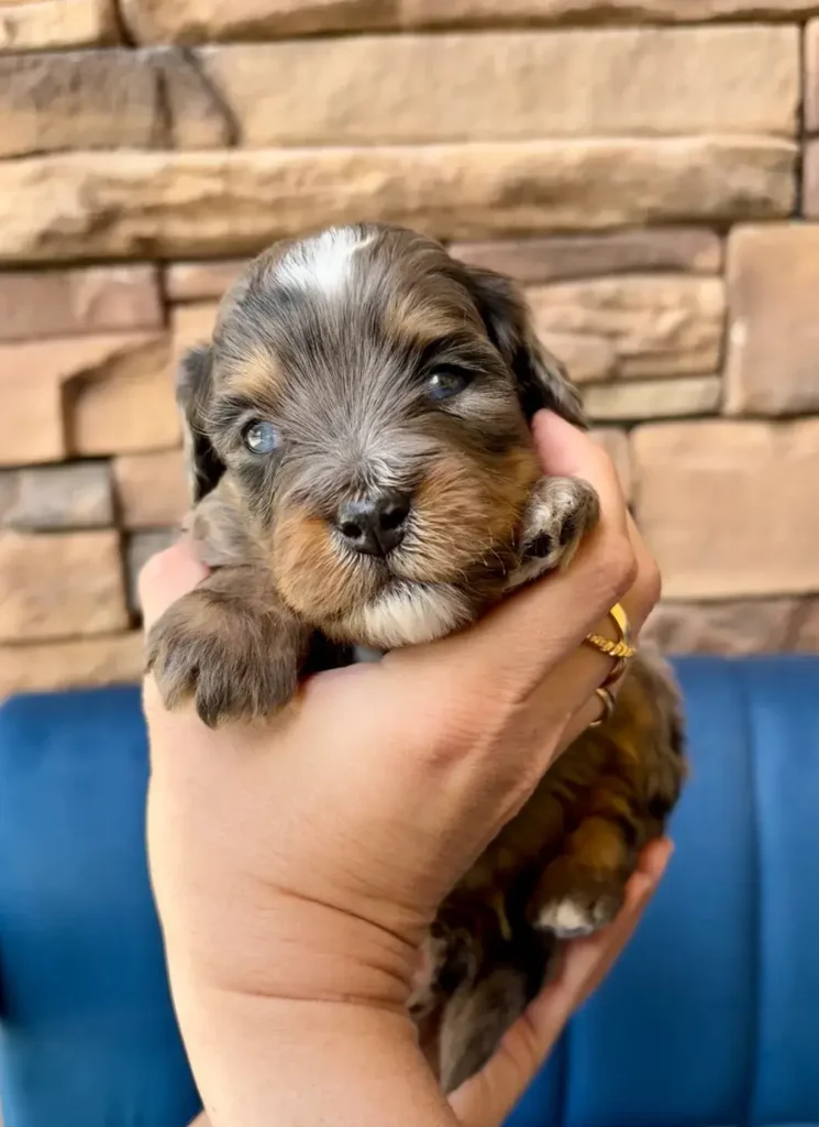Male Blue Merle Curly Doodle puppy named Styx