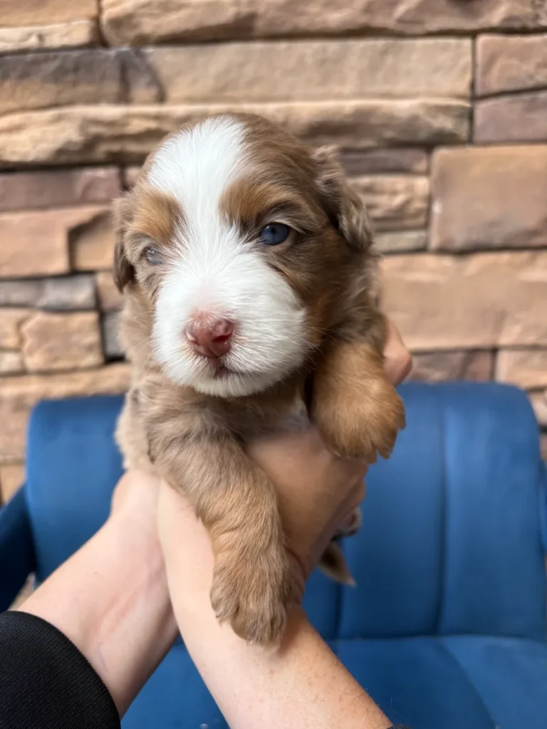merle Aussie Mountain Doodle named Elo