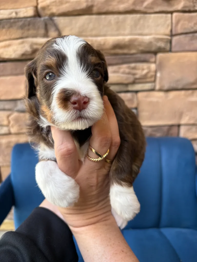 Tuxedo Aussie Mountain Doodle named Elton