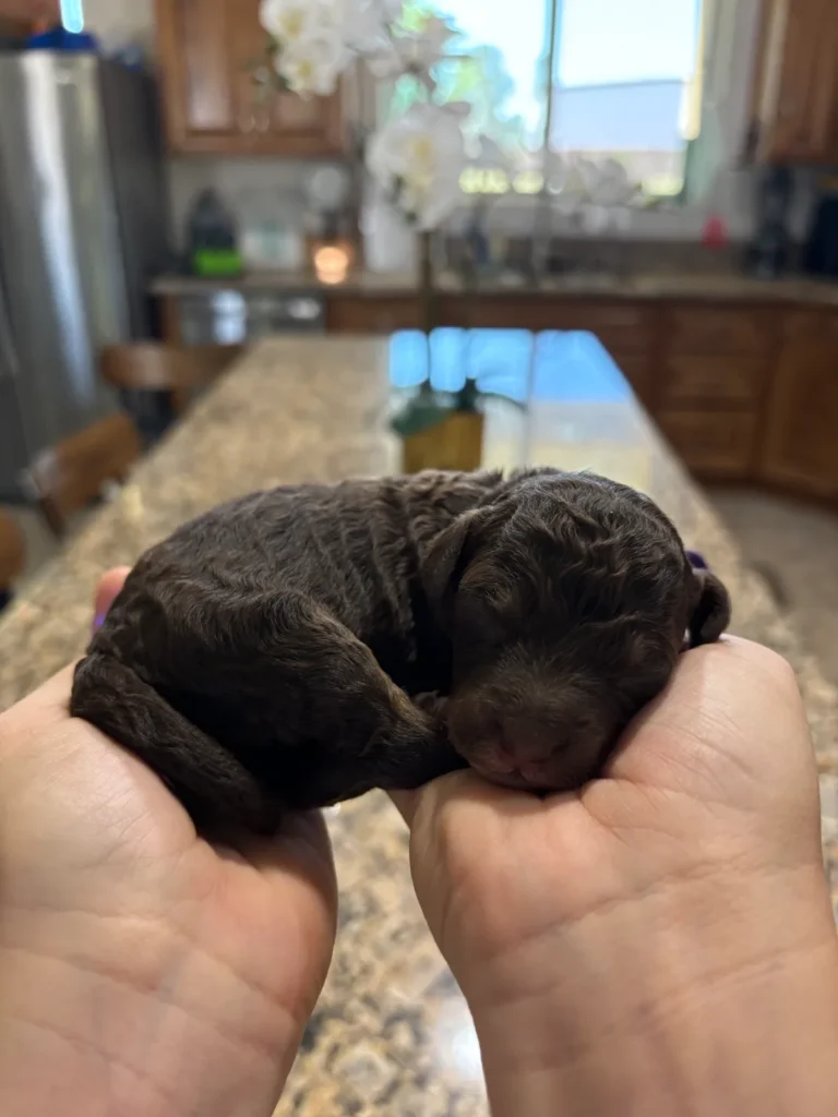 Cotton Candy - Jane & Boss - Female Golden Mountain Doodle