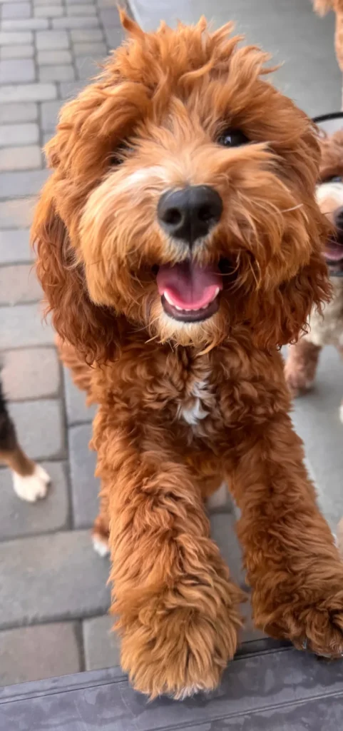 Jax