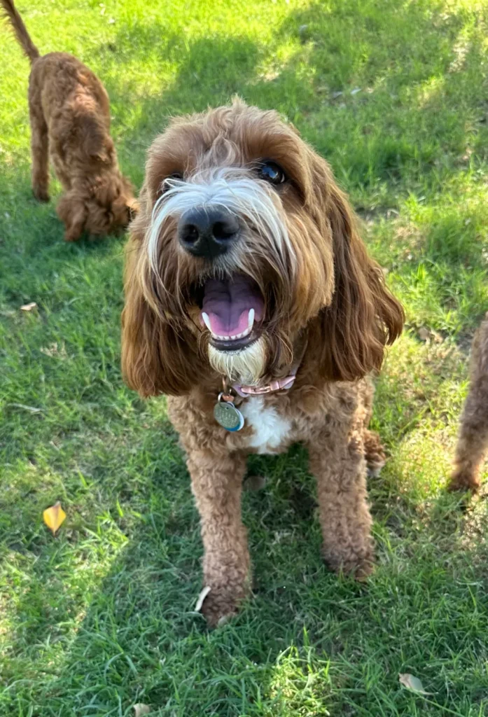 Delightful Dolly