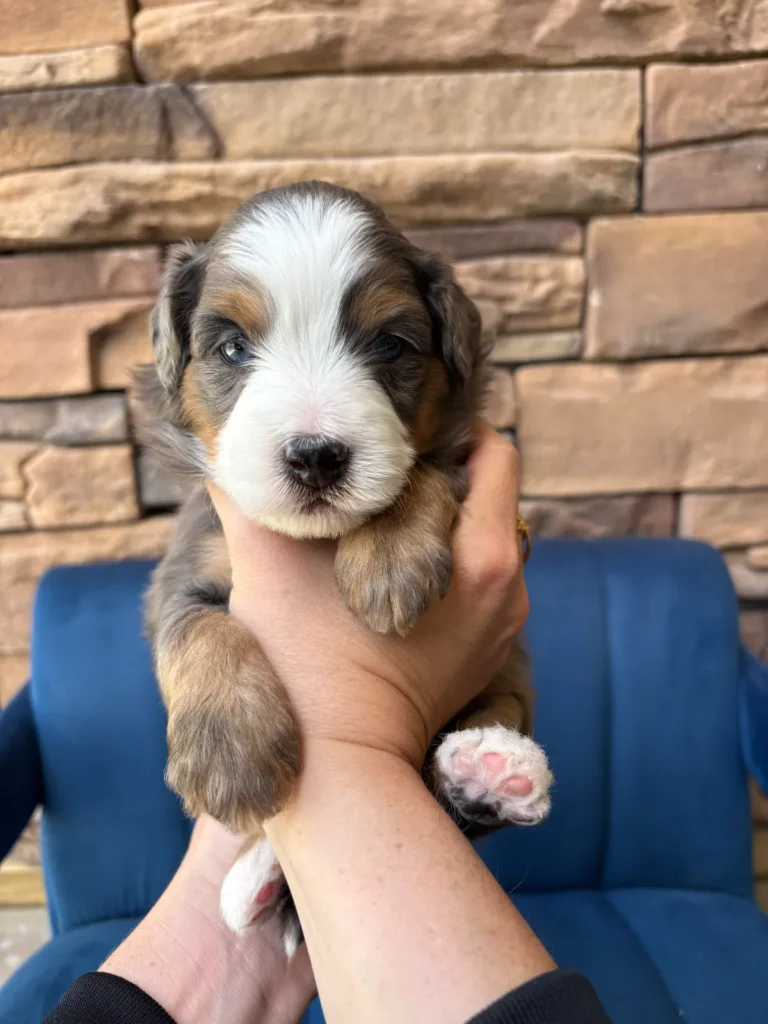 Female Blue Merle Doodle puppy named Pinky