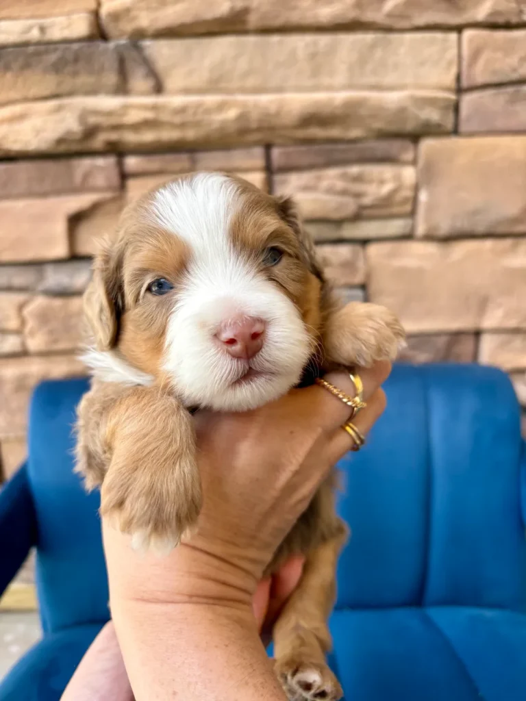 Male Merle Tuxedo Doodle puppy named Rush