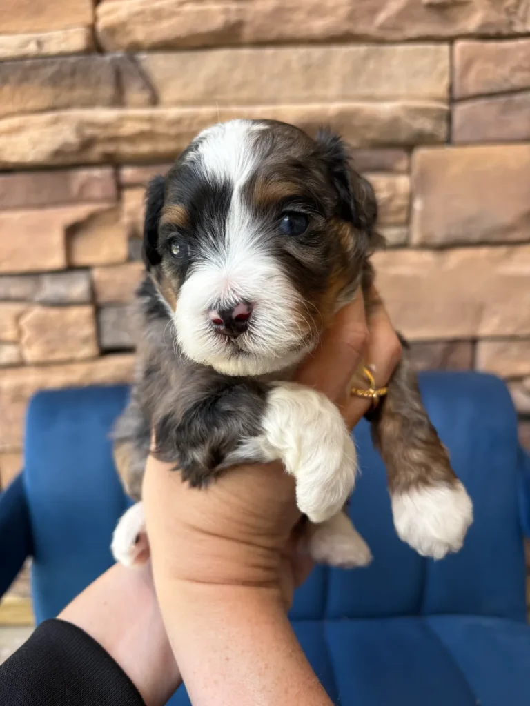 Dark Merle Tuxedo Doodle puppy named Seger
